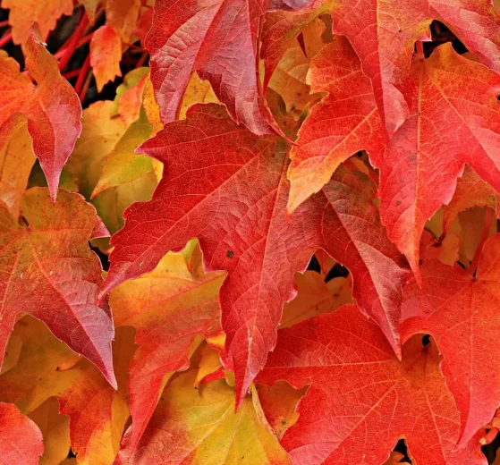 beste bladblazers met accu