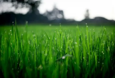 beste benzine grasmaaier