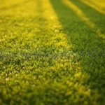 beste handgrasmaaier kooimaaier