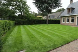 moowy snelkiemend graszaad