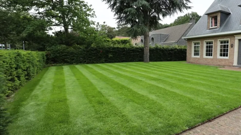 moowy snelkiemend graszaad